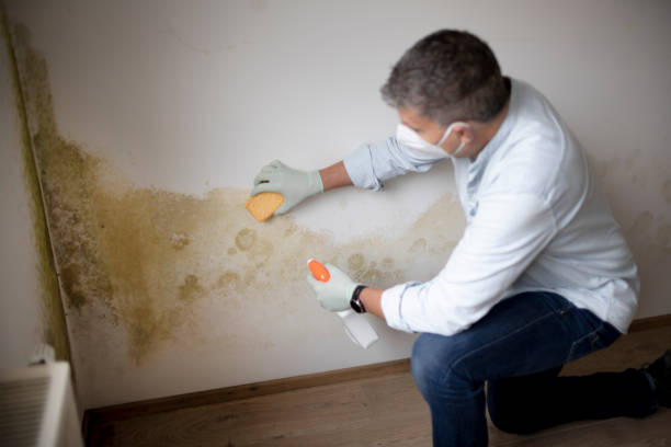 Reliable Asotin, WA Mold Removal Solutions